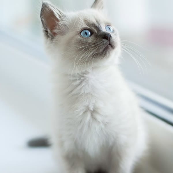 창가의 아기 고양이 영상